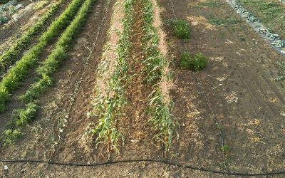 Application d’irrigation goutte à goutte dans l’agriculture